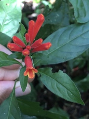 Aphelandra longiflora