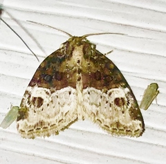 Neoligia crytora