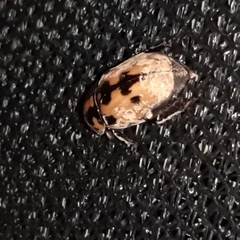 Cyclocephala mafaffa