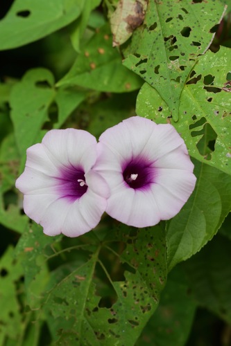 Ipomoea batatas image
