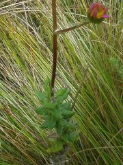 Senecio coleophyllus
