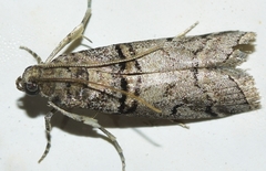 Acrobasis romanella