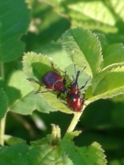 Merhynchites wickhami