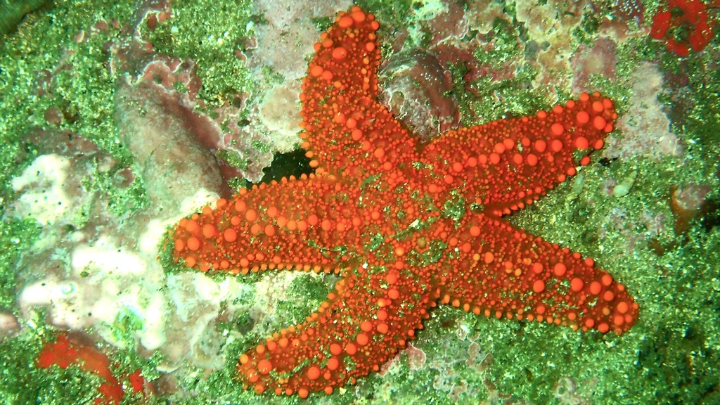 Granular Sea Star from The Steps Kurnell NSW, Australia on February 14 ...