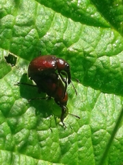 Merhynchites wickhami