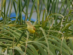 Machetornis