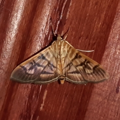 Arthromastix lauralis