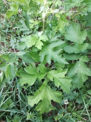 Heracleum sphondylium