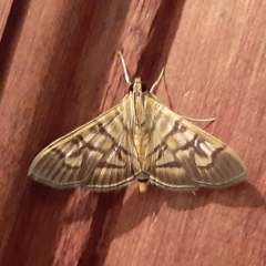 Arthromastix lauralis