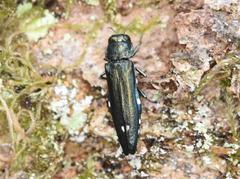 Agrilus biguttatus