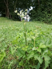 Heracleum sphondylium