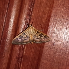 Arthromastix lauralis