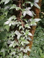Hedera helix