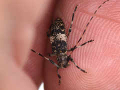 Leiopus linnei
