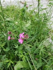 Silene dioica