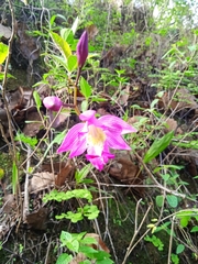 Bletia macristhmochila