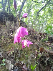 Bletia macristhmochila