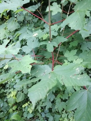 Acer pseudoplatanus