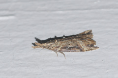 Hypena decorata