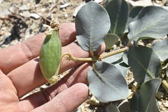 Asclepias cryptoceras