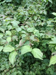 Cornus sanguinea