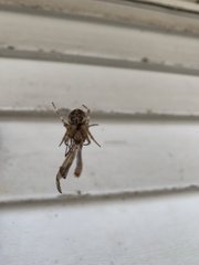 Araneae
