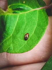 Litargus tetraspilotus