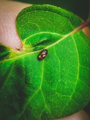 Litargus tetraspilotus