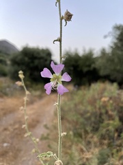 Malva unguiculata