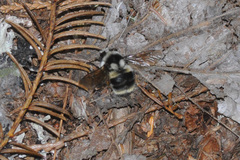 Bombus vancouverensis