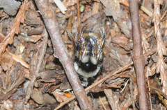 Bombus vancouverensis