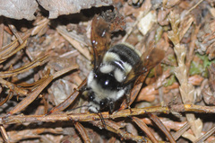 Bombus vancouverensis
