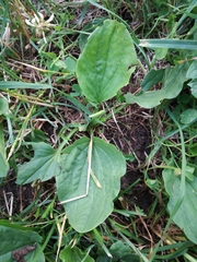 Plantago major