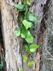 Cocculus diversifolius