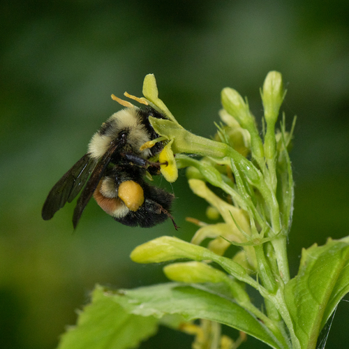 Rusty-patched Bumble Bee photographed in Minnesota