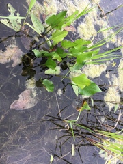 Echinodorus berteroi