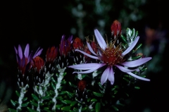 Diplostephium hartwegii