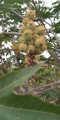 Ricinus communis
