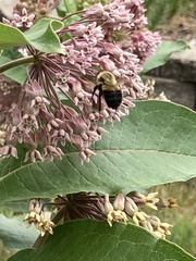 Bombus griseocollis