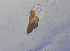 Cyclophora punctaria