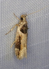 Pseudochelaria walsinghami