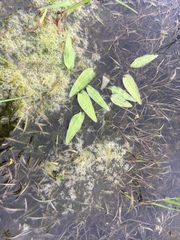 Echinodorus berteroi