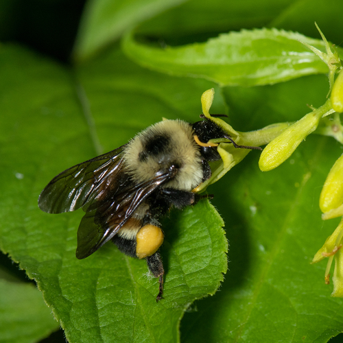 Rusty-patched Bumble Bee