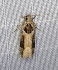 Pseudochelaria walsinghami