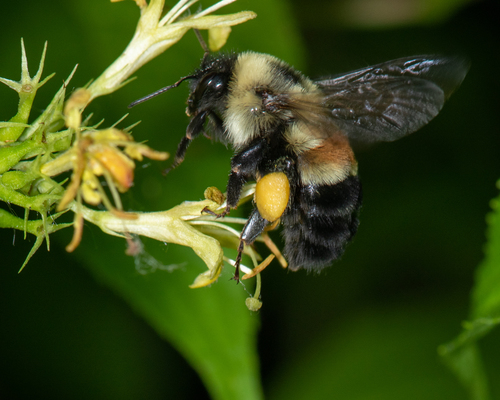 Rusty-patched Bumble Bee
