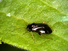 Slaterocoris