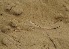 Phrynocephalus mystaceus