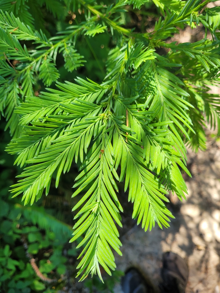 Pacific yew from Kamilche, WA, USA on June 24, 2021 by greysonkingen