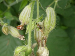 Plagiognathus arbustorum