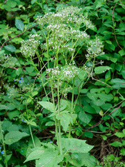 Valeriana pyrenaica